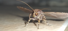 Massala abdara