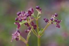 Galium bolanderi