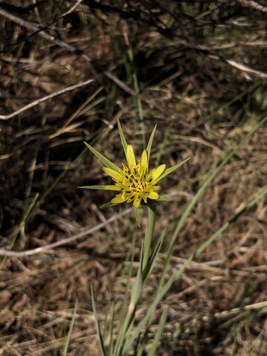 Tragopogon dubius iNat (2)