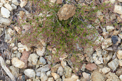 Galium bolanderi