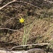 Tragopogon dubius - Photo (c) Lilly Linden,  זכויות יוצרים חלקיות (CC BY-NC), הועלה על ידי Lilly Linden