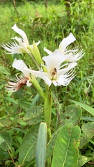 Pecteilis gigantea
