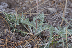 Balsamorhiza lanata