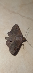 Massala abdara