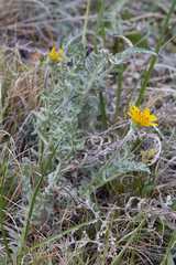 Balsamorhiza lanata