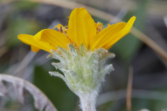 Balsamorhiza lanata