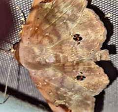 Massala abdara