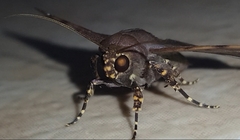 Massala abdara