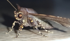 Massala abdara
