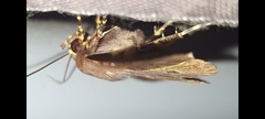 Massala abdara
