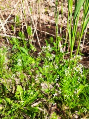 Cardamine parviflora