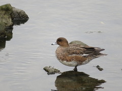 Mareca penelope