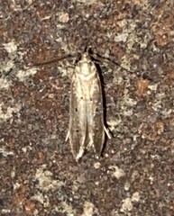 Limnaecia phragmitella