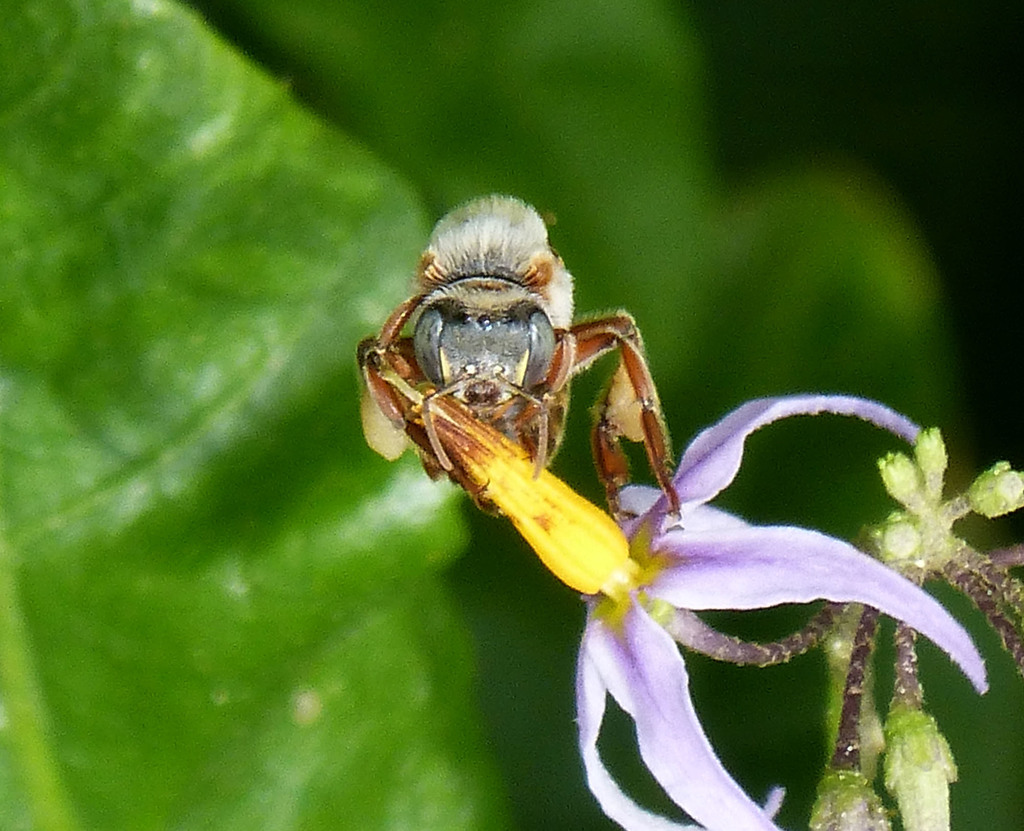 Mayan Melipona