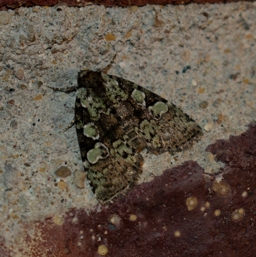 Marbled-green Leuconycta Moth photo 4