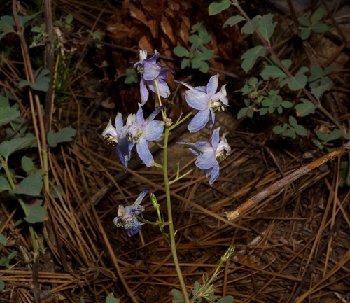 Delphinium patens ssp. montanum