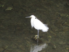 Egretta garzetta