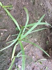 Nothoscordum gracile