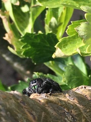 Phidippus audax