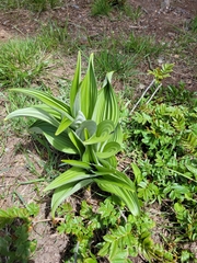 Veratrum californicum