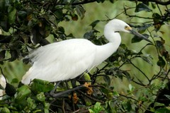 Egretta garzetta dimorpha