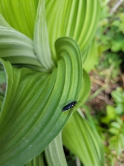 Veratrum californicum