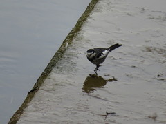 Motacilla alba lugens