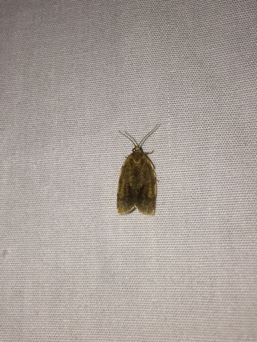 Broken-banded Leafroller Moth photo 4