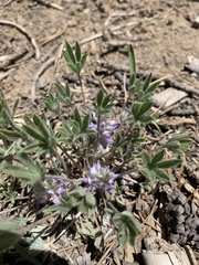 Lupinus lepidus utahensis