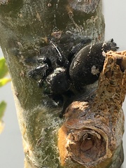 Phidippus audax