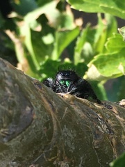 Phidippus audax