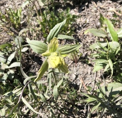 Castilleja unalaschcensis