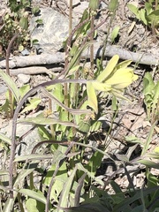 Castilleja unalaschcensis