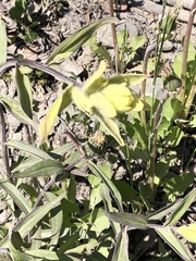 Castilleja unalaschcensis