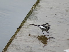 Motacilla alba lugens