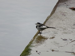 Motacilla alba lugens
