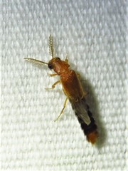 Distremocephalus texanus