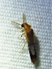 Distremocephalus texanus
