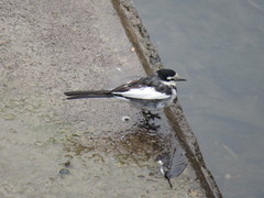 Motacilla alba lugens