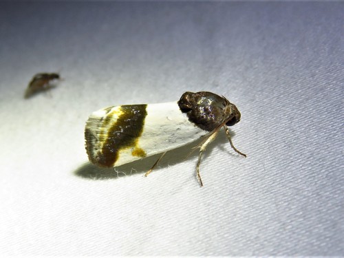 Cream-winged Bird-dropping Moth photo 4