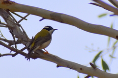 Melithreptus gularis