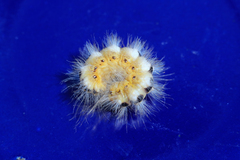 Acronicta cinerea