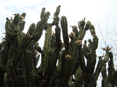 Stenocereus montanus