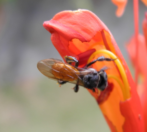 Red-tailed Stingless Bee