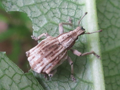 Dermatoxenus caesicollis