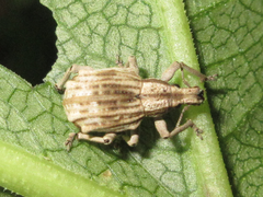 Dermatoxenus caesicollis