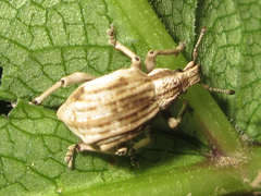 Dermatoxenus caesicollis