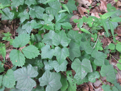 Menispermum dauricum