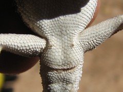 Tympanocryptis petersi