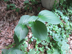 Tricyrtis macropoda
